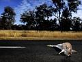 Don’t become roadkill: how investors can wreck your business without losing money themselves
