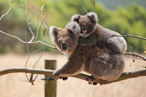 Koalas (iStockphoto)