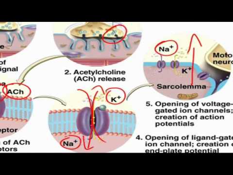 Excitation-Contraction Coupling