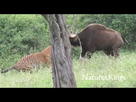 Tiger Kills Adult Gaur [AMAZING NEW FOOTAGE]