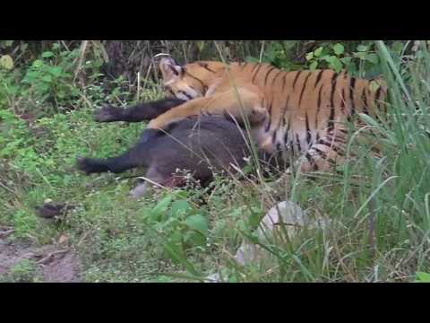 Tiger vs Wild Boar - Jim Corbett National Park