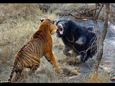 Big Tiger Attack Wild Bear - Nat Geo