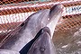 Bottlenose dolphins huddle together at a net  as they are taken captive after a superpod of the mammals was driven into a cove in the Japanese town of Taiji.