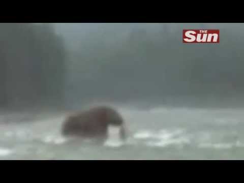 Woolly mammoth caught on video??