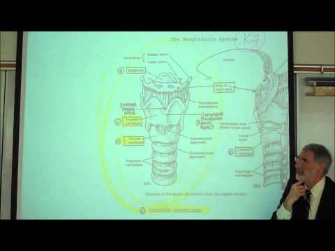 ANATOMY; RESPIRATORY SYSTEM; PART 1; Upper Tract; Nose, Pharynx & Larynx; by Professor Fink