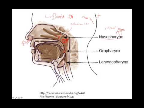 Pharynx & Larynx