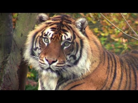 Pure Nature Specials - The Last Wild Tigers