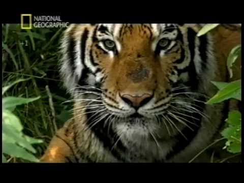 The Last Maneater (Killer Tigers of India)