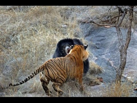 Two Tigers Attack A Wild Bear - Nat Geo