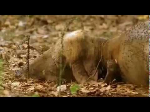 Lions VS Tigers, Battle / Full documentary wildlife nature 2013