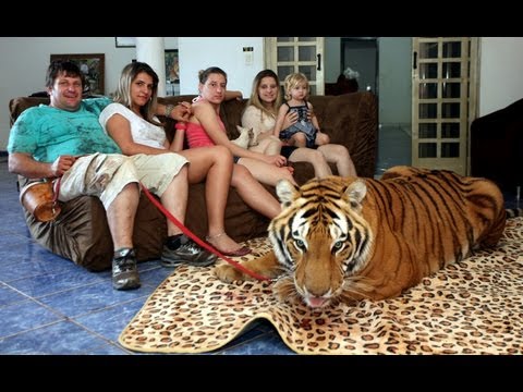 Living With Tigers: Family Share Home With Pet Tigers