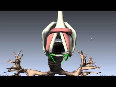 Larynx - Ligaments, Membranes, Vocal Cords - 3D Anatomy Tutorial