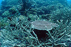 Common chemical kills coral reefs (ABC Environment)