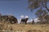 The impact of leaving the land on farmers' mental health