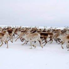 Reindeer running: