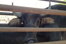 Farmed buffalo in the Northern Territory 