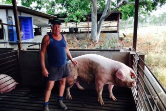  Munduberra's  big pig survives flood and keeps breeding