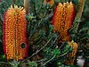 Banksias