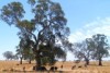 Cattle in the paddock