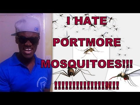 I Hate Portmore MOSQUITOES!!!!! @duttyberryshow