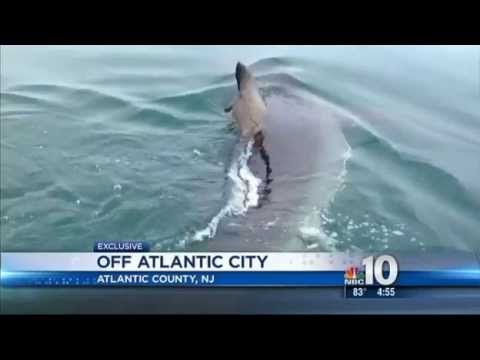 Great White Shark Found in Atlantic City New Jersey