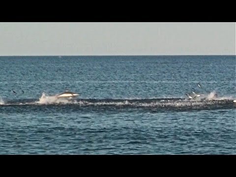 Shark Feeding Frenzy at New Jersey Shore