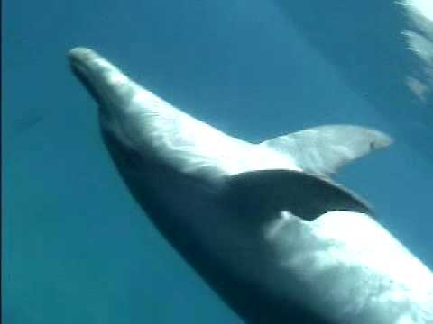 Wild dolphjn in Tokyo islands ~lure