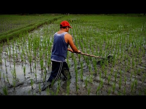 One Day in the Life of a Rice Farmer