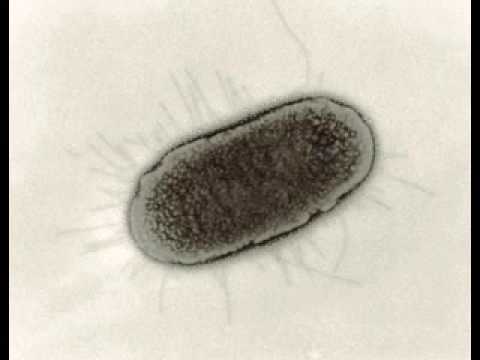 Graham Hancock and Francis Crick's view on directed panspermia