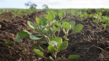 WA farmers set seed in quinoa market.