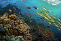 Mapping the Great Barrier Reef (Thumbnail)