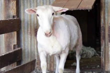 Sheep after shearing (ABC Open)