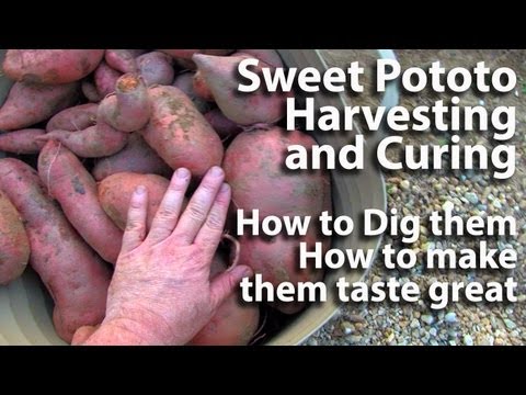 Sweet Potato Harvesting and Curing