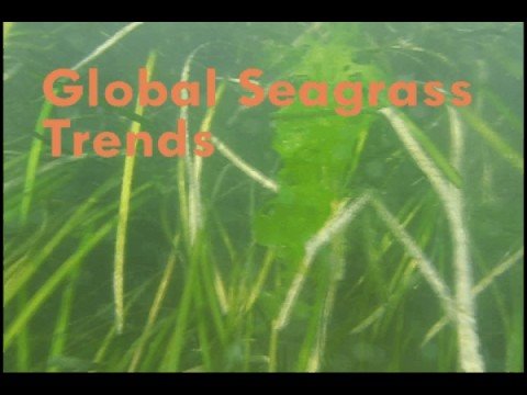 Seagrass