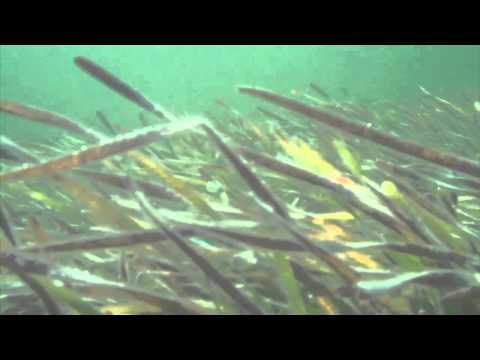 Gulf Coast Seagrass