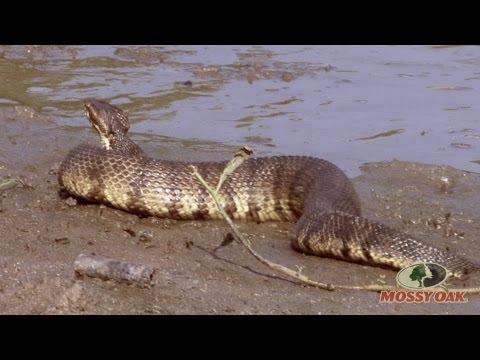 World's Largest Cottomouth Snake - Mossy Oak