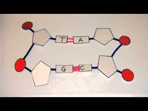 3.3.4 Explain how a DNA double helix is formed