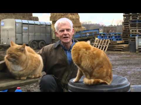 BBC Horizon   The Secret Life of the Cat