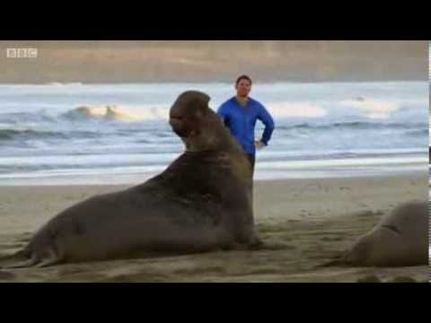 Supergiant Animals  BBC Full Documentary 2013