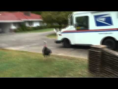 'Terrible Tom' the wild turkey causes reporter to lose her head