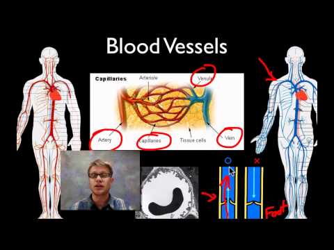 The Circulatory System