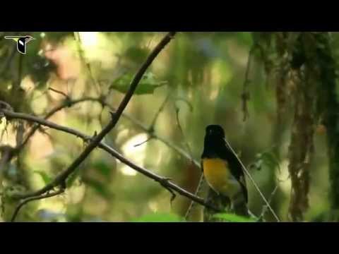 Cendrawasih Panji / King of Saxony Bird-of-paradise