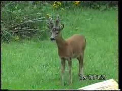 Barking Roe Deer