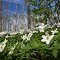 Spring flowers in the forest