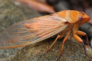 cicadas