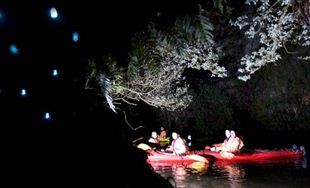 3hr Glow-worm Adventure Kayak Trip