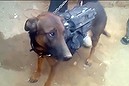 Taliban capture military dog (Thumbnail)