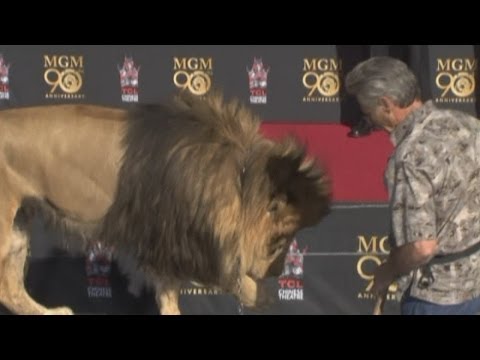 Leo the Lion helps MGM celebrate its 90th birthday