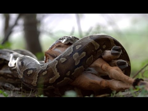 Python Caught On Camera Devouring Impala