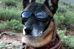 A military working dog wears Doggles to protect his eyes as a Chinook helicopter takes off, kicking up dust and debris, during an air assault operation by U.S. soldiers assigned to Alpha Troop,